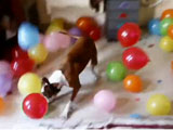 Dog Gets Balloons for Birthday